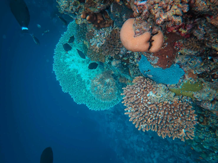 fish swims next to coral reef on the ocean