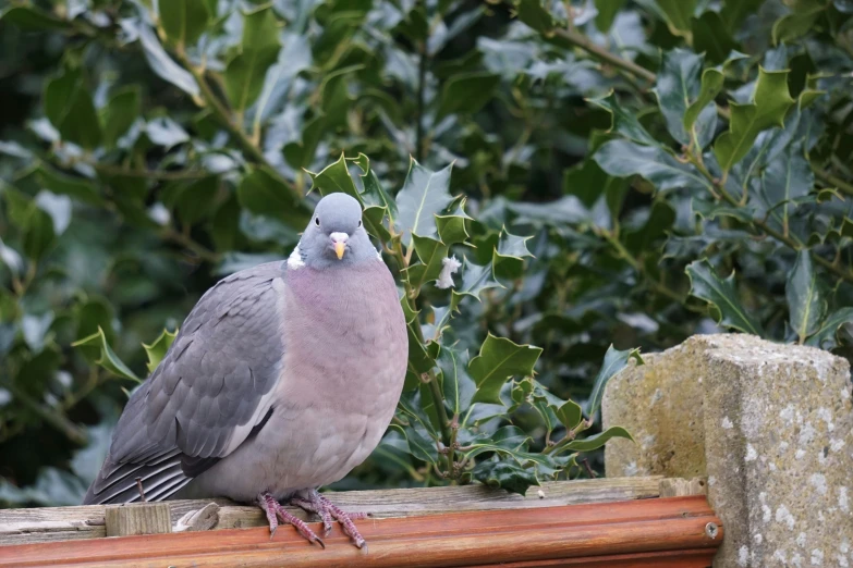 a pigeon is sitting on top of a window sill