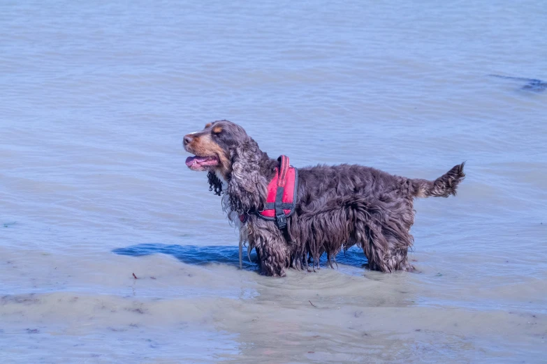 a dog is walking in the water with a collar