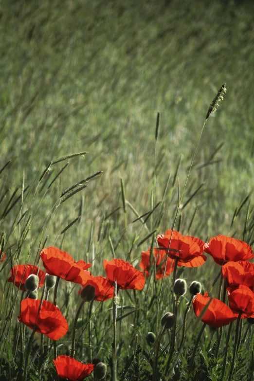 some flowers are in the grass on a sunny day