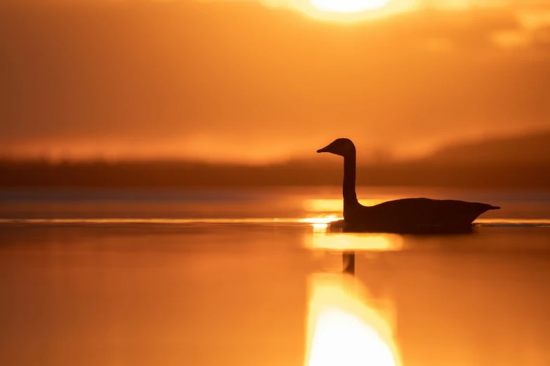 a lone duck floating in the water under the sunset