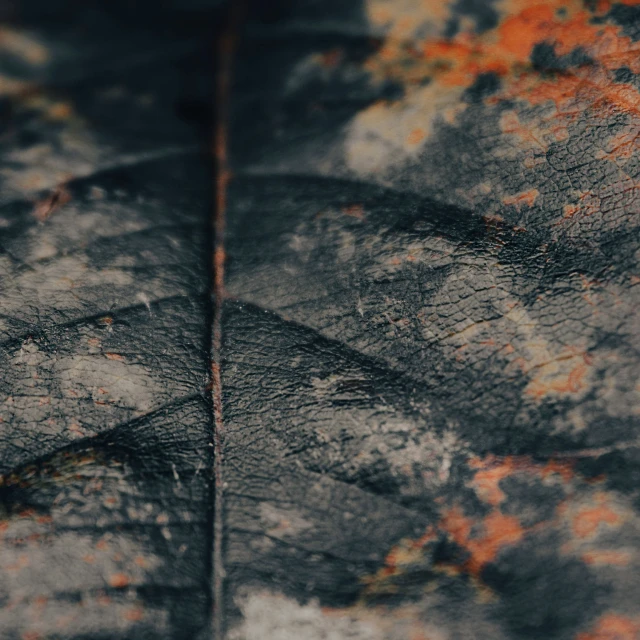 the leaf is covered with a rusted orange substance