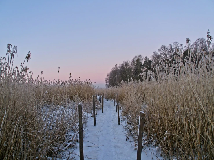 snow covers the ground and grass along a path