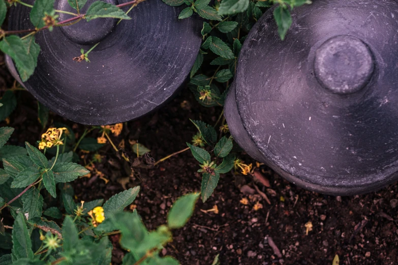 two purple hats that are on top of a tree