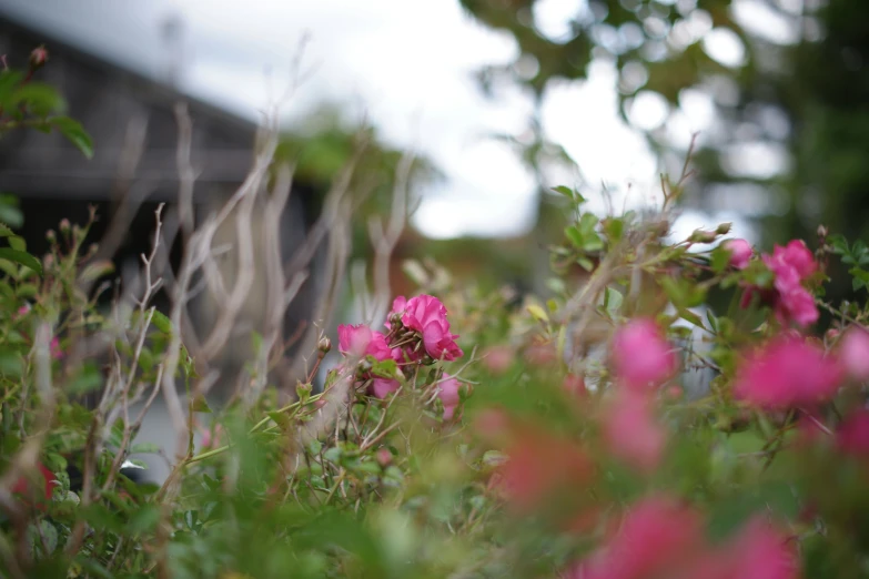 flowers and foliage grow together on a windy day