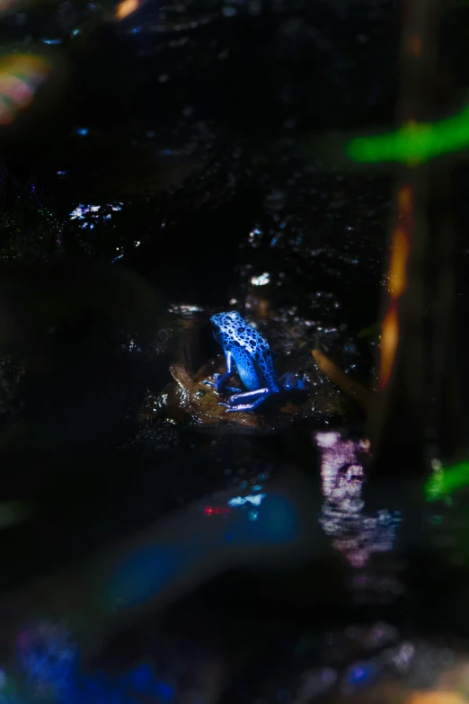 a blue leafed plant under some blurry glass