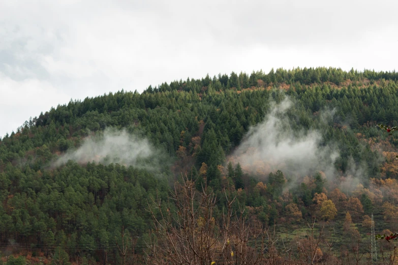 a foggy forest with several trees on it