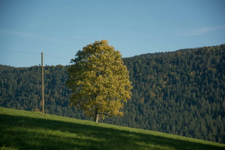 a lone tree sitting in the shade on top of a green hillside