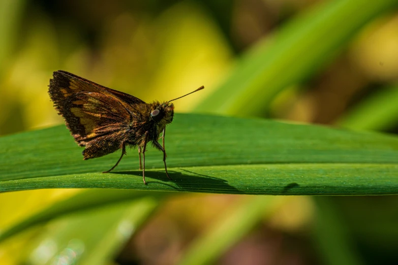 a brown erfly is standing on some green leaves