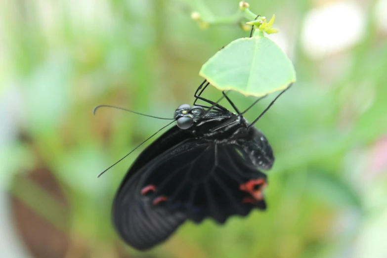 a erfly sitting on top of a leaf