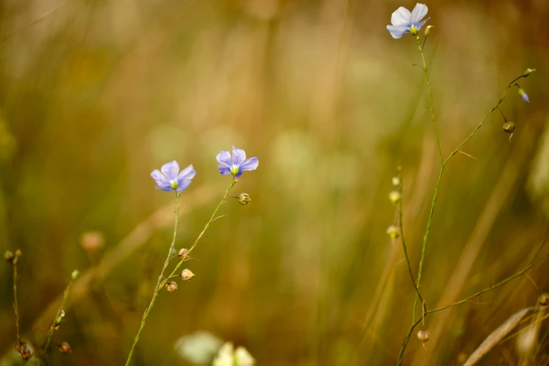 blue and white flowers growing in a green field