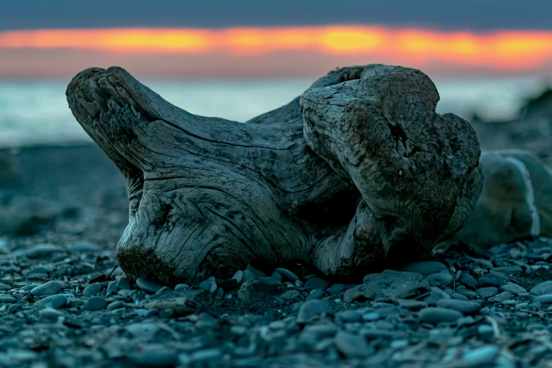 a drift wood on gravel near the ocean