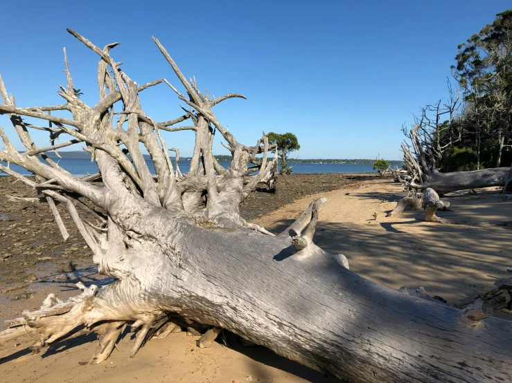 a tree that is sitting on some sand