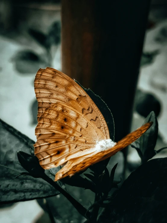 this is an image of a orange erfly