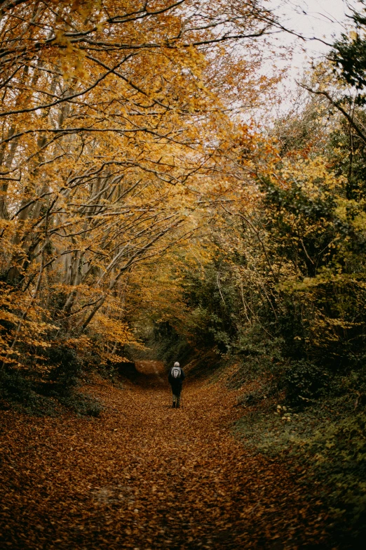a person walking in a field of brown and yellow leaves