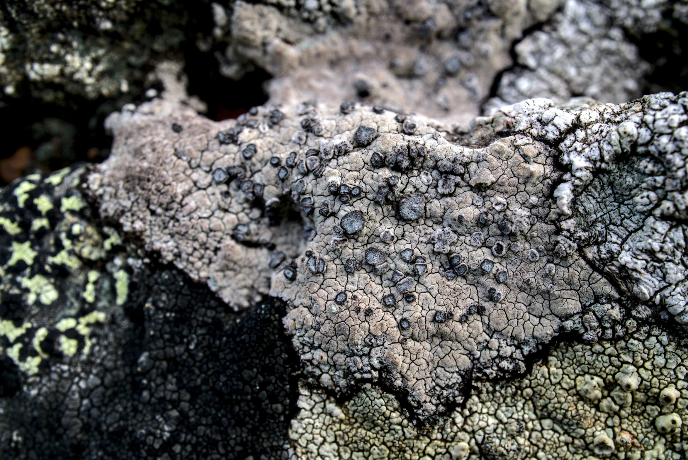 some very pretty rocks covered in small black and white dots