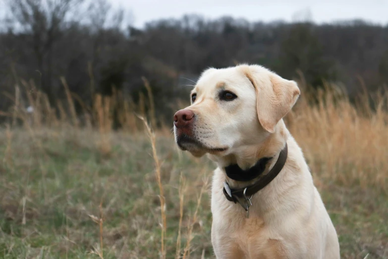 a yellow dog sits in a grassy field