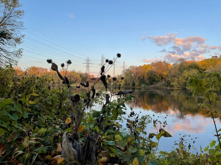 the river runs beside the trees on a clear day