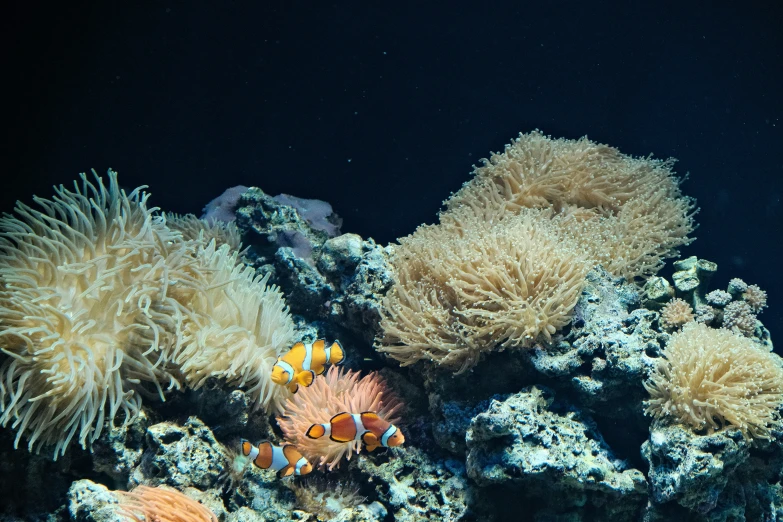 a reef with two yellow fish surrounded by sea anemonias