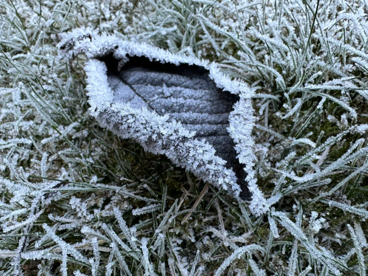 an image of frosting leaves and frosted grass