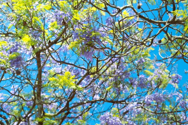 a blue sky and green trees with purple flowers