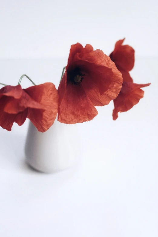 three flowers are placed in a white vase