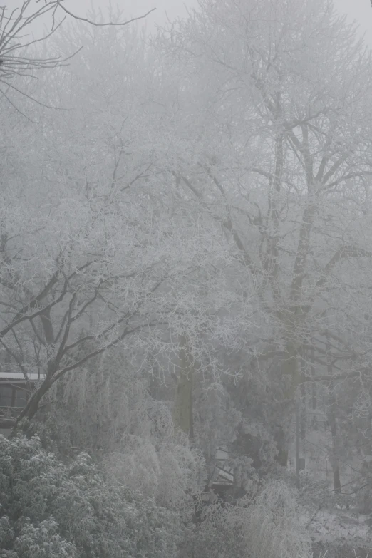 people are walking in the woods while they have snow