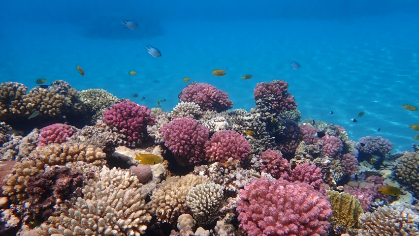 a coral reef in the sea on a sunny day