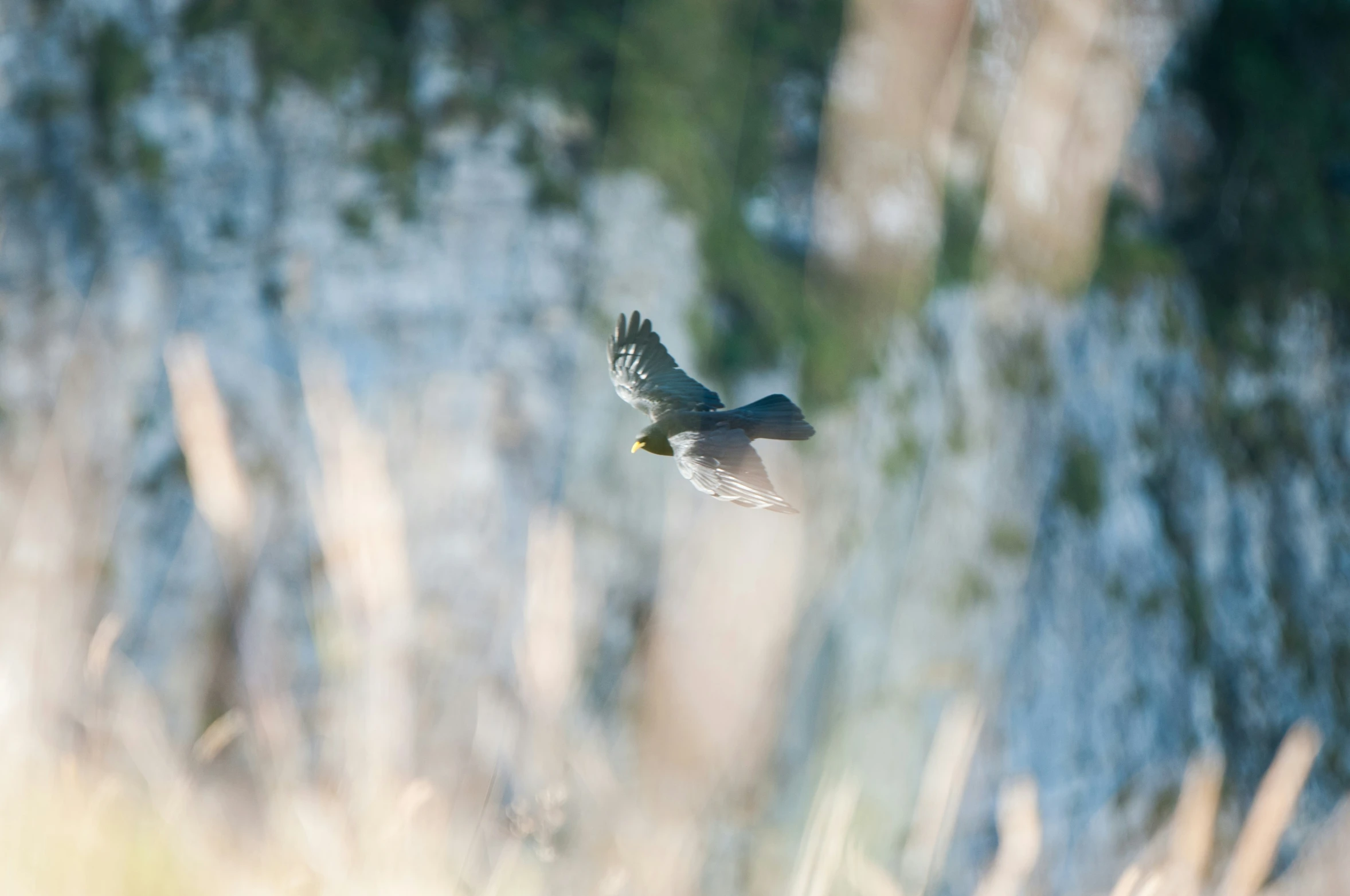 a bird that is flying through the air