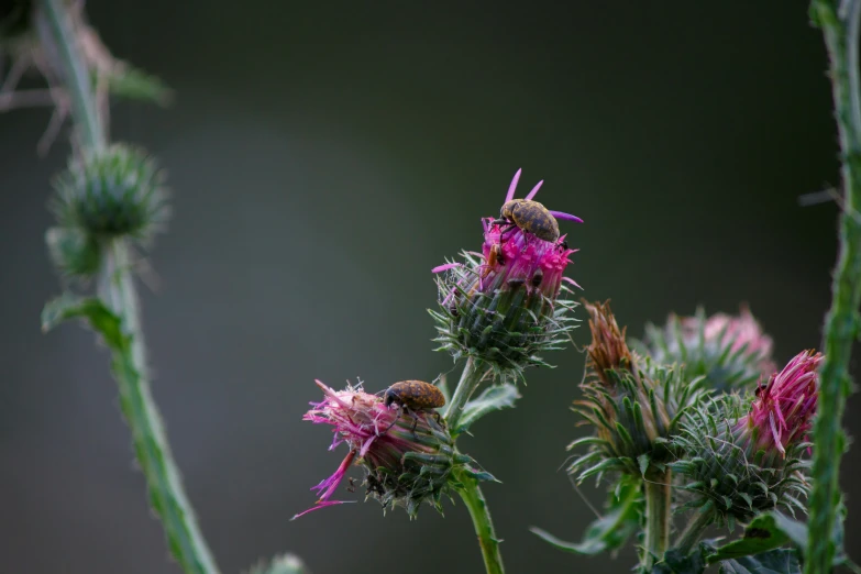 a single flower sitting next to a large one