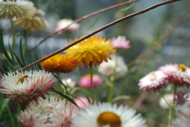 many colorful flowers and stems are in the midst of it