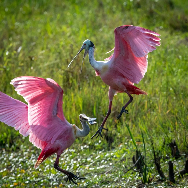 two pink birds with long beaks stand on the grass