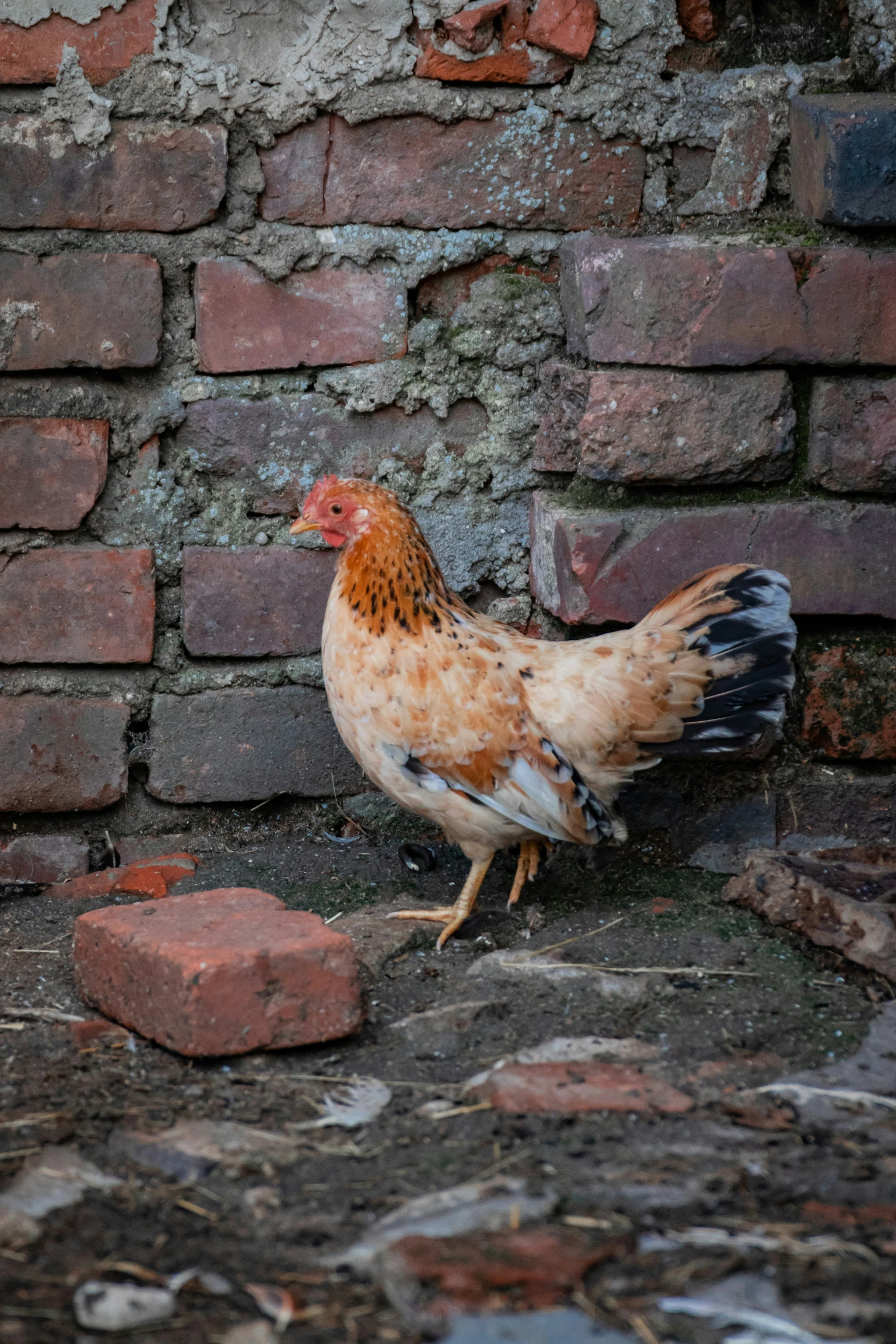 a rooster walking around next to a brick wall