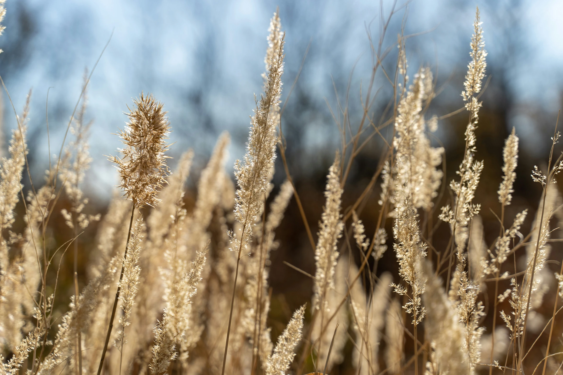 a bunch of tall brown grass blowing in the wind