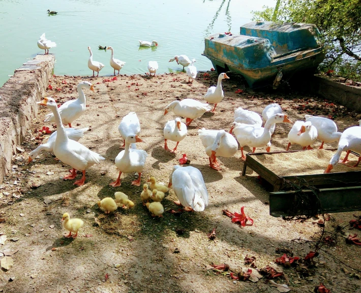 an image of a flock of birds near the water