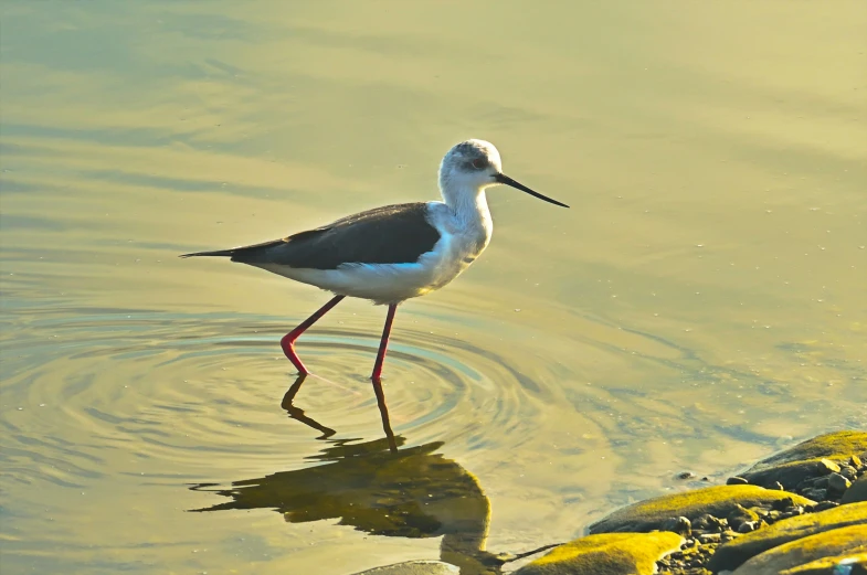 there is a bird walking through the water