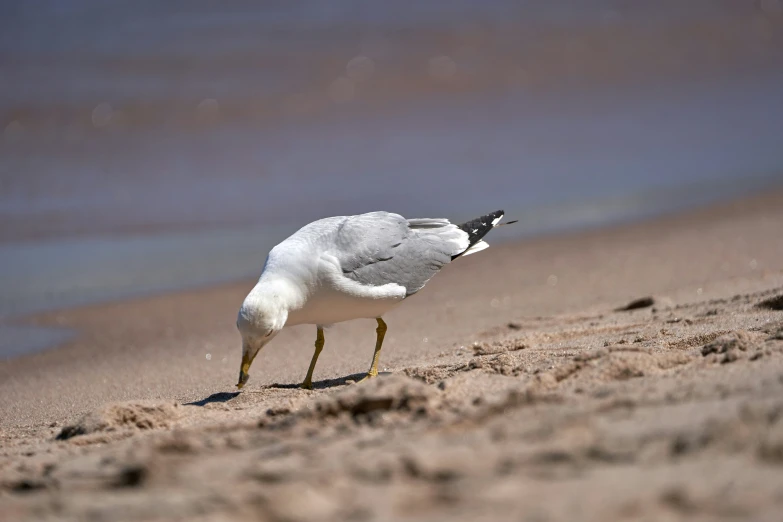 a seagull standing on the beach near the water