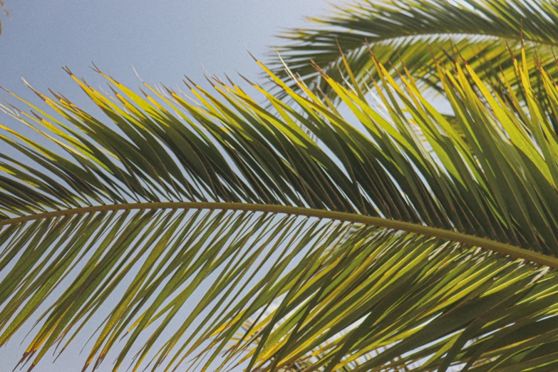 a close up view of palm leaves against the sky