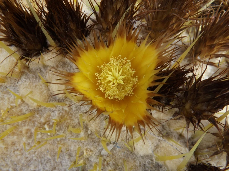 this is a close up image of a plant