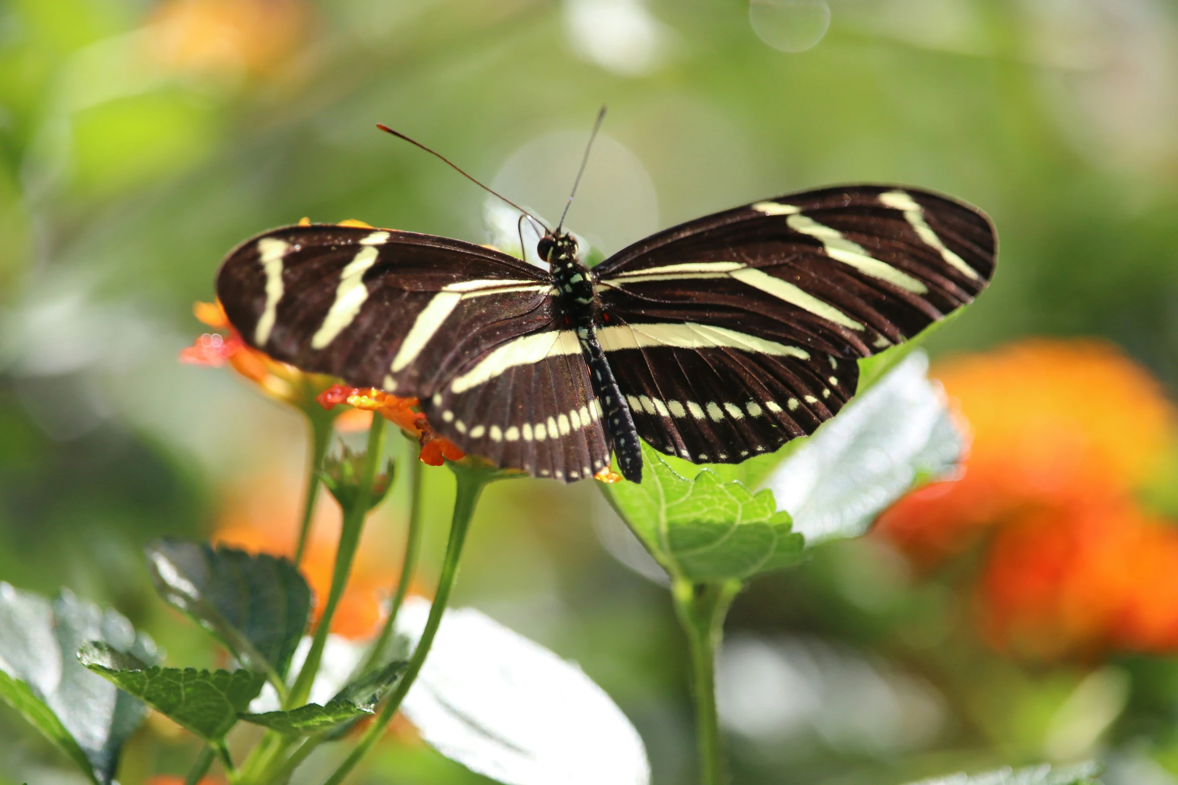 a erfly on a flower in the sun