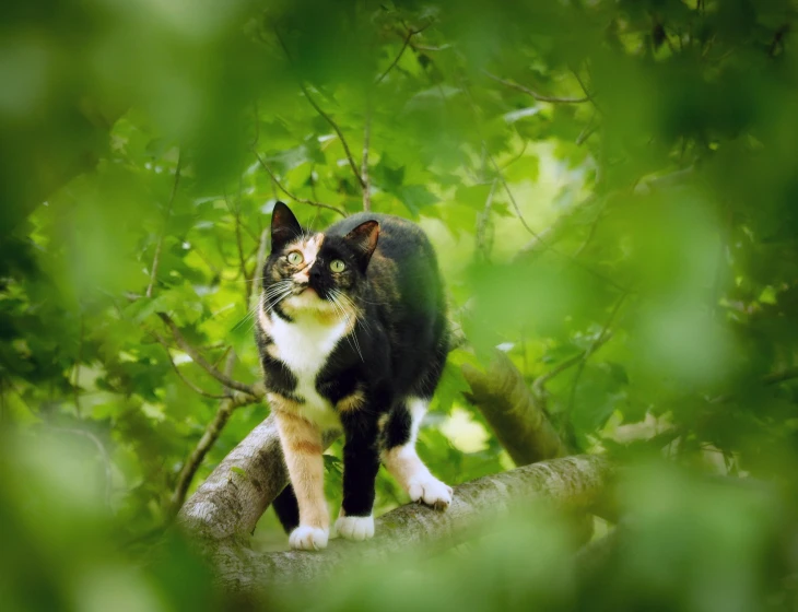 a cat sitting on a nch, staring ahead