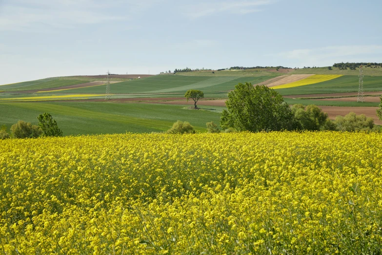 a large field with trees and yellow flowers