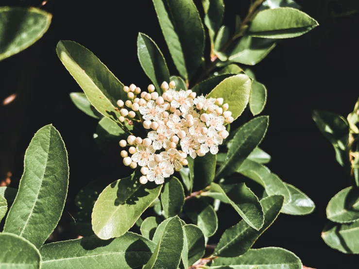 the flowers and leaves are all blooming on this bush