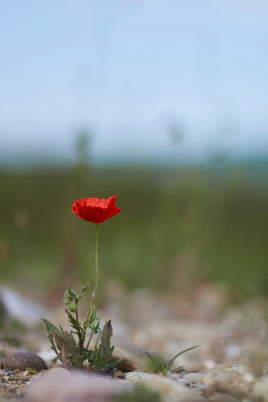 the single flower is poking out of the rocks