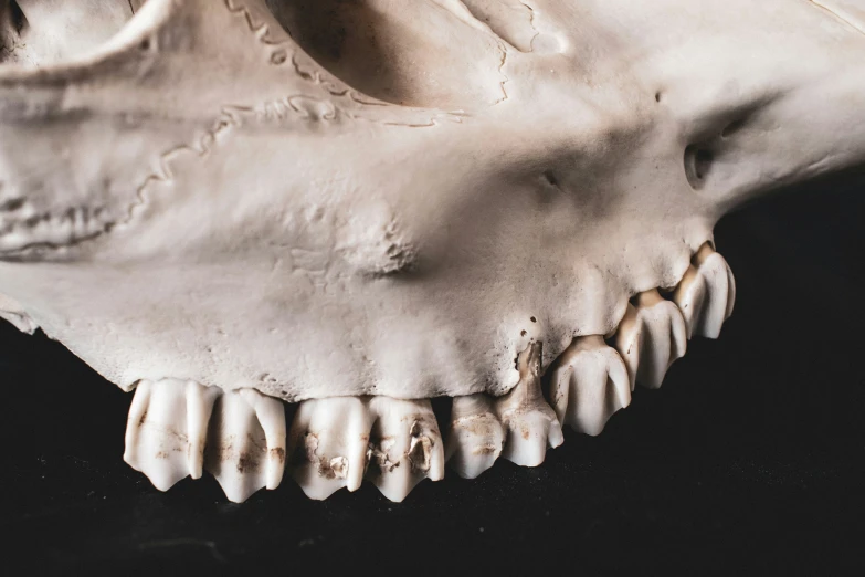 a close up of the lower jaw of a cat