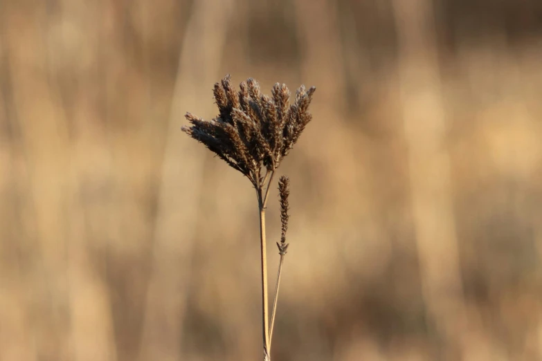 dried grass moving along a blurry background