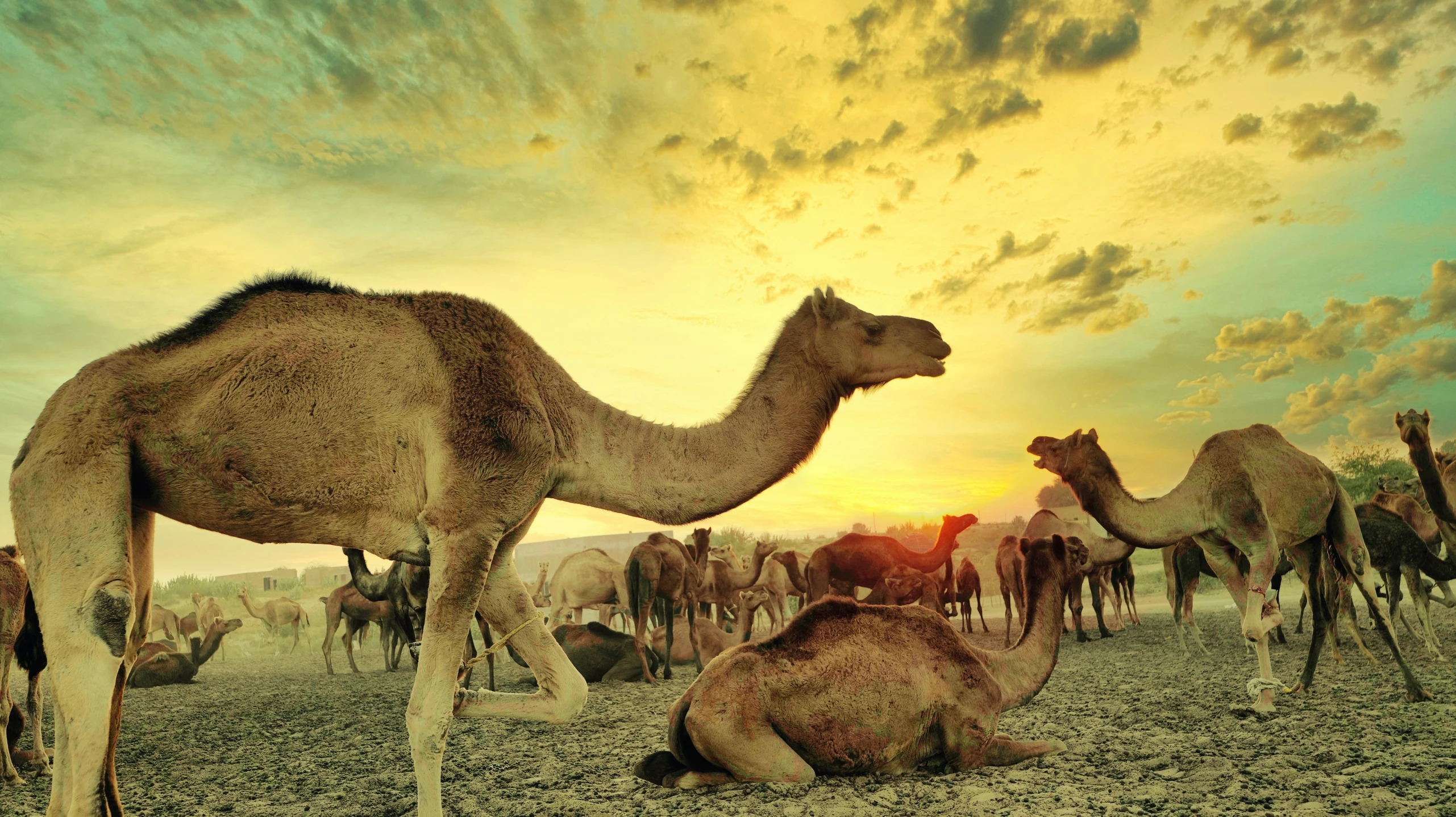 a herd of camel standing on top of a dry grass field