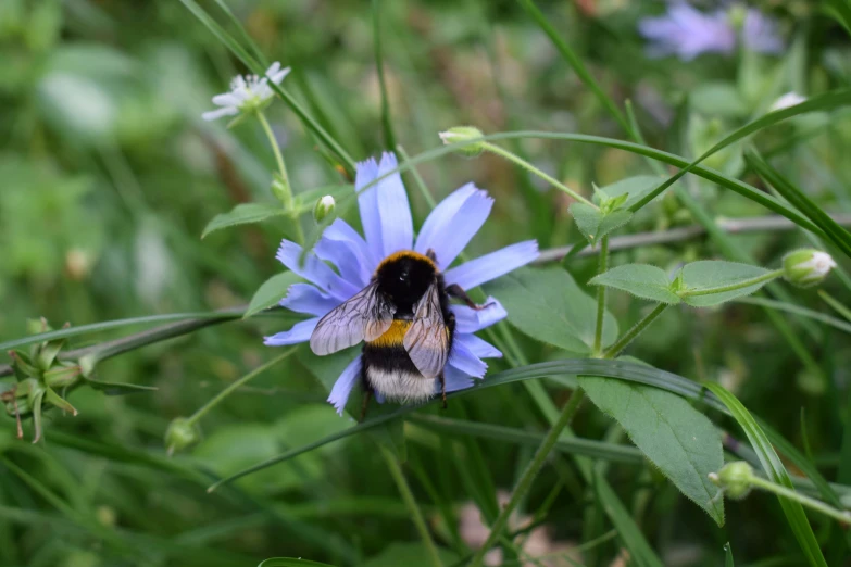 the bum is sitting on a purple flower