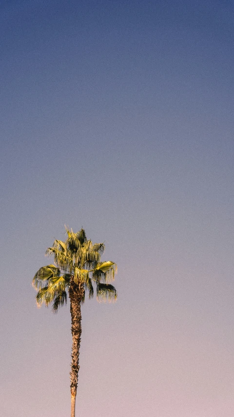 a tall palm tree standing in the middle of an empty field