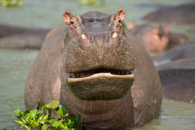 hippopotamus in deep water with mouth open